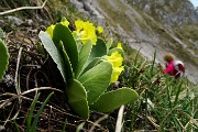 34 Orecchia d'orso (Primula auricula)